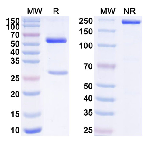 Anti-Human APOA2 Antibody (SAA1548) Anti-Human APOA2 Antibody (SAA1548)