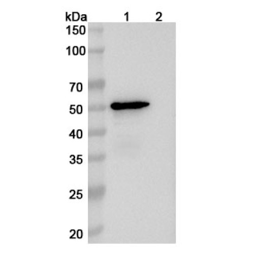Anti-Human APOE Antibody (1D7) Anti-Human APOE Antibody (1D7)