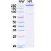 Anti-Human APOE Antibody (1D7) Anti-Human APOE Antibody (1D7)