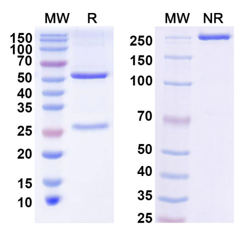 Anti-Human APP/Amyloid beta Antibody (22D12)