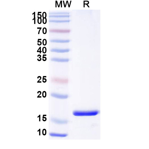 Anti-Human ARC Nanobody (SAA0943) Anti-Human ARC Nanobody (SAA0943)