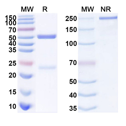 Anti-Human ARID3A Antibody (SAA2127) Anti-Human ARID3A Antibody (SAA2127)