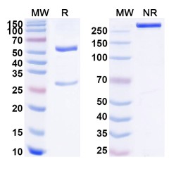 Anti-Human Abeta42/Beta-APP42 Antibody (21F12)