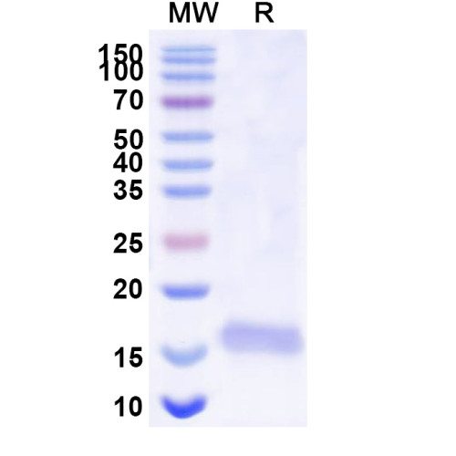 Anti-Human BACE2 Nanobody (SAA0876)
