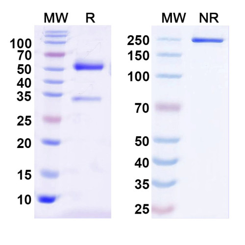 Anti-Human BRD7 IP Antibody (SAA0193)