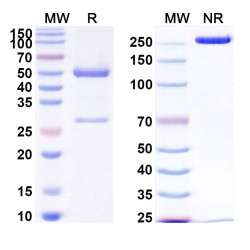 Anti-Human CD133/PROM1 antibody