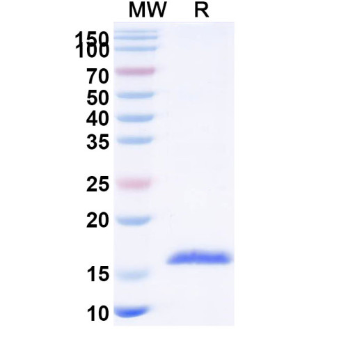 Anti-Human CD154/CD40LG/TNFSF5 Nanobody (SAA1196) Anti-Human CD154/CD40LG/TNFSF5 Nanobody (SAA1196)