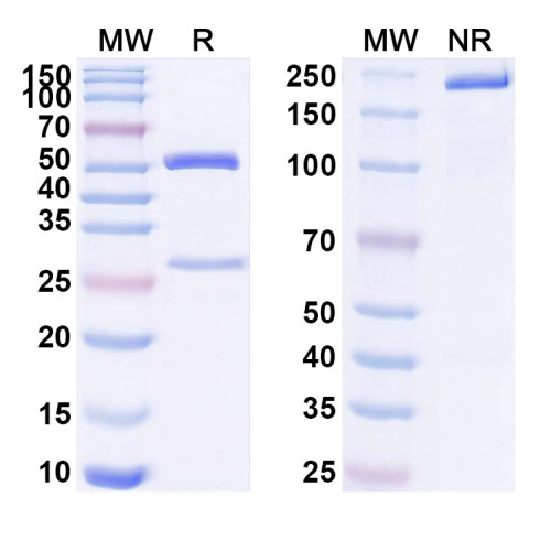 Anti-Human CD158e/KIR3DL1 Antibody (SAA1565)
