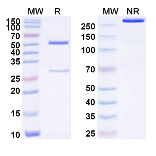 Anti-Human CD179a/VPREB1 Antibody (SAA1738) Anti-Human CD179a/VPREB1 Antibody (SAA1738)