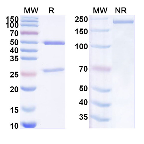 Anti-Human CD264/TNFRSF10D/TRAIL-R4 Antibody (SAA1966)