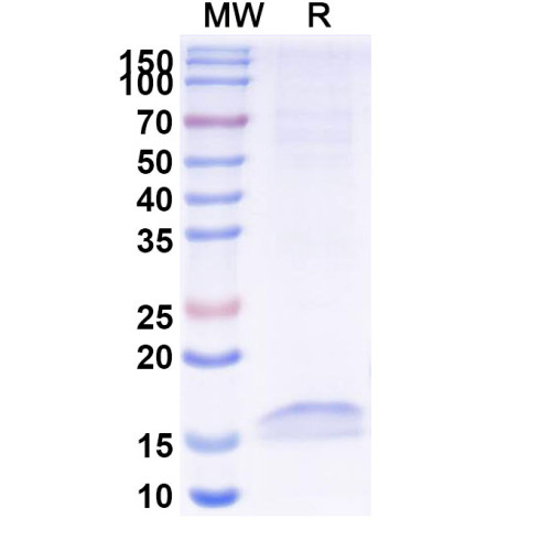Anti-Human CD326/EPCAM Nanobody (SAA1341) Anti-Human CD326/EPCAM Nanobody (SAA1341)