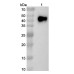 Anti-Human CD33 Nanobody (SAA2052) Anti-Human CD33 Nanobody (SAA2052)