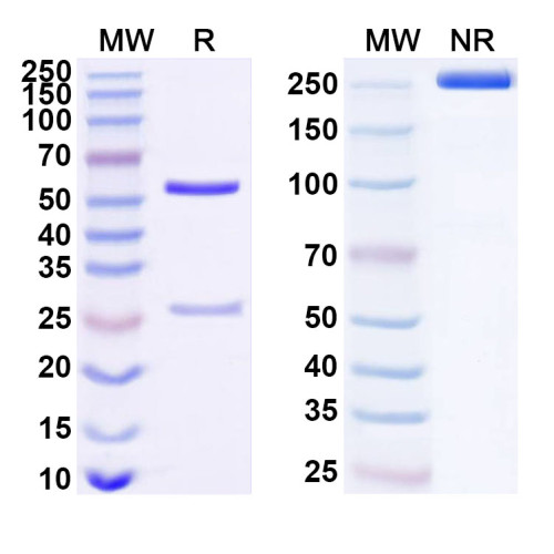 Anti-Human CD354/TREM1 Antibody (SAA2019)