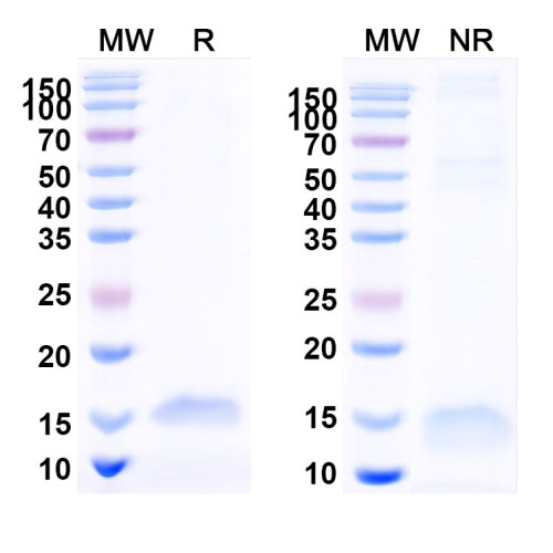 Anti-Human CD40/TNFRSF5 Nanobody (SAA1164)