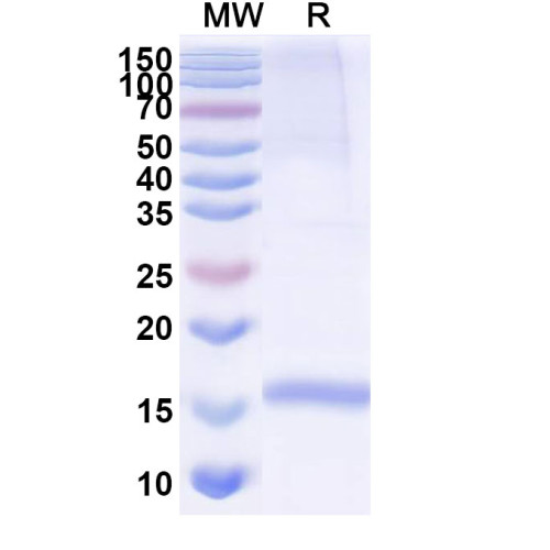 Anti-Human CD49c/ITGA3 Nanobody (SAA1303)