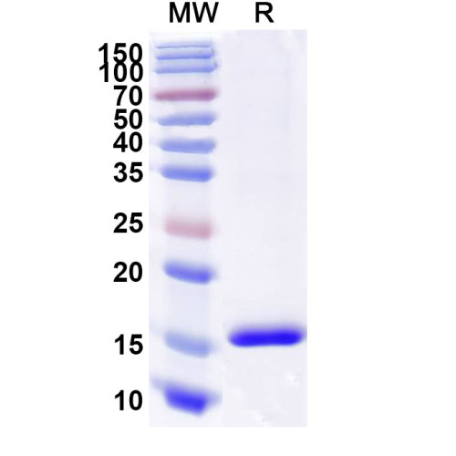 Anti-Human CD89/FCAR1 Nanobody (SAA2151) Anti-Human CD89/FCAR1 Nanobody (SAA2151)