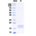 Anti-Human CD89/FCAR1 Nanobody (SAA2151) Anti-Human CD89/FCAR1 Nanobody (SAA2151)