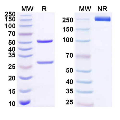 Anti-Human CKAP4 Antibody (SAA1661) Anti-Human CKAP4 Antibody (SAA1661)