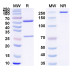 Anti-Human CTSL Antibody (3D8) Anti-Human CTSL Antibody (3D8)