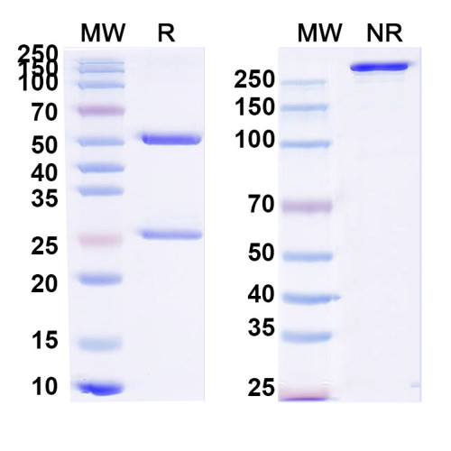 Anti-Human CX43/GJA1 Antibody (SAA0823)