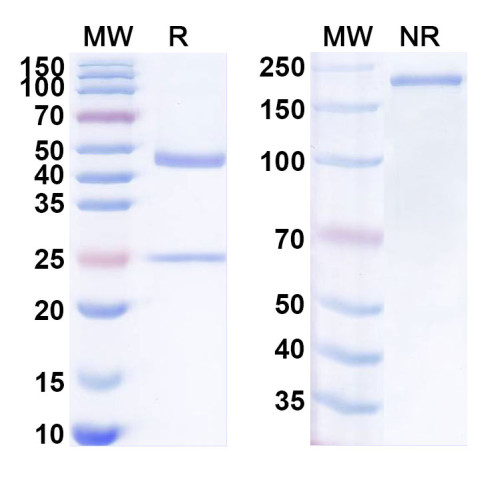 Anti-Human DDX4/Vasa Antibody (SAA1970)