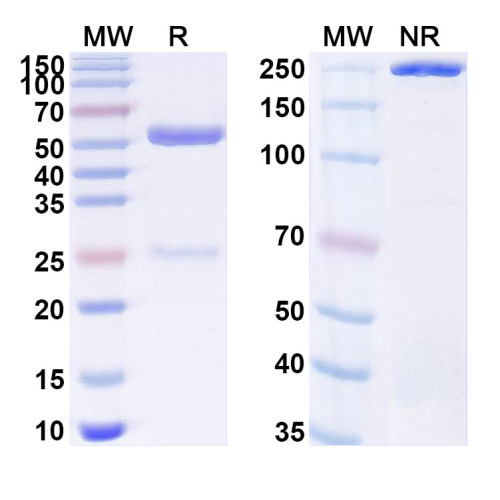 Anti-Human DNMT1 IP Antibody (SAA0251) Anti-Human DNMT1 IP Antibody (SAA0251)
