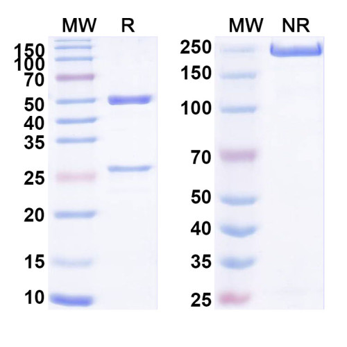 Anti-Human ECSCR Antibody (SAA1685)