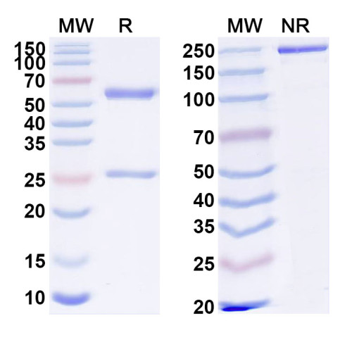 Anti-Human EMC10 Antibody (SAA1827) Anti-Human EMC10 Antibody (SAA1827)