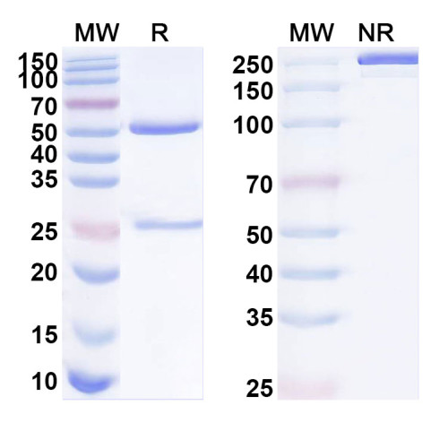 Anti-Human EMCN Antibody (SAA1917) Anti-Human EMCN Antibody (SAA1917)