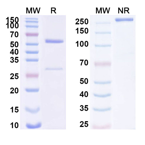 Anti-Human EPN1 Antibody (SAA1730) Anti-Human EPN1 Antibody (SAA1730)