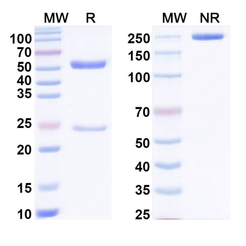 Anti-Human F8/Coagulation factor VIII Antibody (SAA0541) Anti-Human F8/Coagulation factor VIII Antibody (SAA0541)