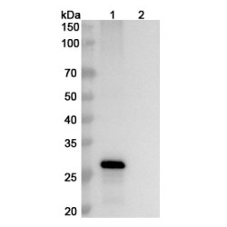 Anti-Human FGF19 Antibody (SAA1435)