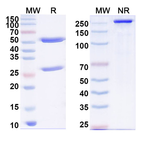 Anti-Human FOS Antibody (N486/76)