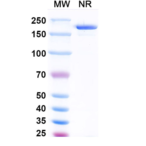 Anti-Human FSHB Antibody (SAA1474)
