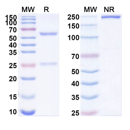 Anti-Human FXYD5/dysadherin Antibody (SAA1878)