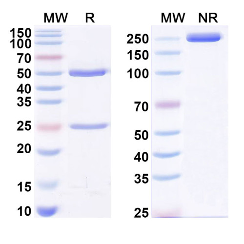 Anti-Human GFAP Antibody (H8/E9)