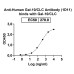 Anti-Human Gal-10/CLC Antibody (1D11)