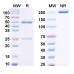 Anti-Human Gal-9/LGALS9 Antibody (G9.2-17)