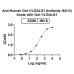 Anti-Human Gal1/LGALS1 Antibody (8A12) Anti-Human Gal1/LGALS1 Antibody (8A12)