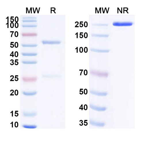 Anti-Human HCN3 Antibody (SAA0501) Anti-Human HCN3 Antibody (SAA0501)