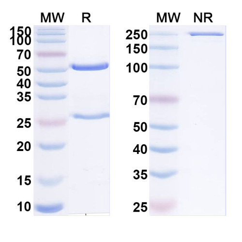 Anti-Human HLA-DRA/DRB4 Antibody (scFv-7BA) Anti-Human HLA-DRA/DRB4 Antibody (scFv-7BA)