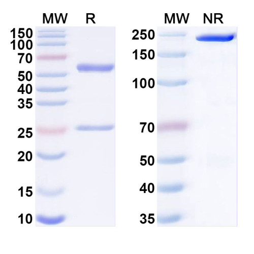 Anti-Human HLA-G Antibody (33299#)