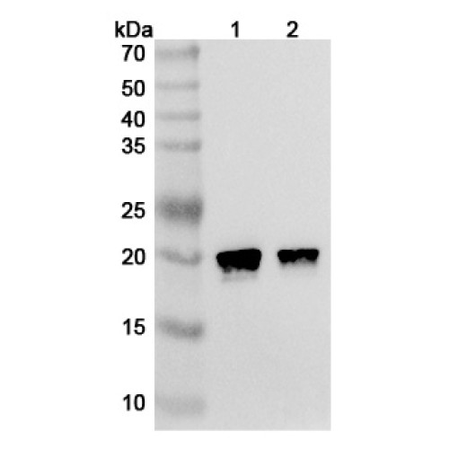 Anti-Human HRAS Antibody (Y13-259)