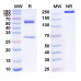 Anti-Human Histone H3 trimethyl Lys27 (H3K27me3) Antibody (2E12#)