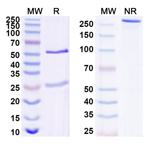 Anti-Human IL17C Antibody (mab#1)
