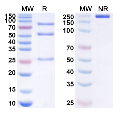 Anti-Human IL20RA Antibody (SAA1627) Anti-Human IL20RA Antibody (SAA1627)