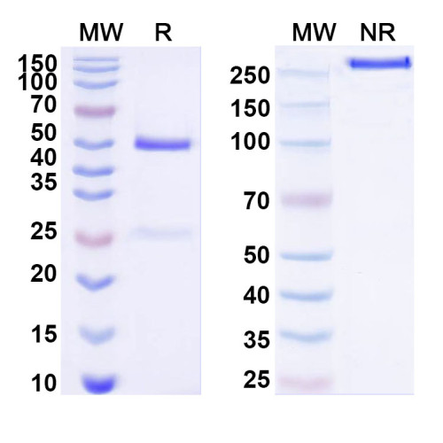 Anti-Human IL3 Antibody (SAA1520) Anti-Human IL3 Antibody (SAA1520)