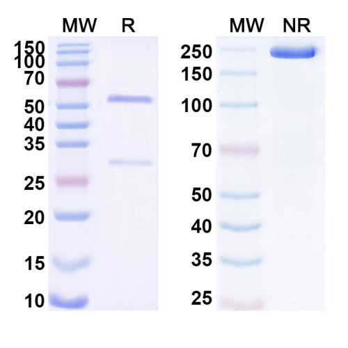Anti-Human ING4 Antibody (SAA1725) Anti-Human ING4 Antibody (SAA1725)