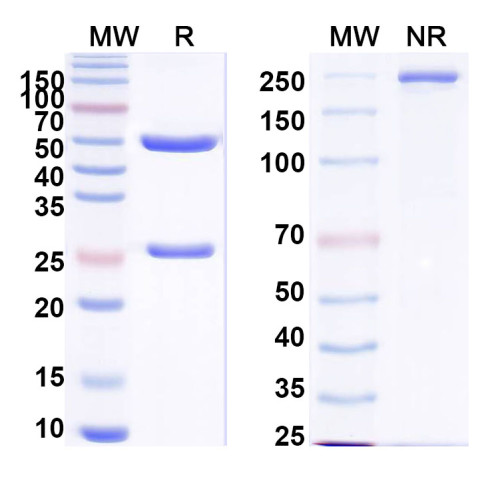 Anti-Human INS/Insulin Antibody (SAA0558) Anti-Human INS/Insulin Antibody (SAA0558)