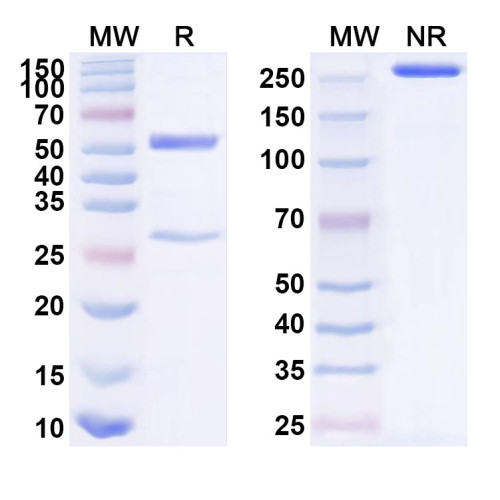 Anti-Human ITGA9 Antibody (SAA1586) Anti-Human ITGA9 Antibody (SAA1586)